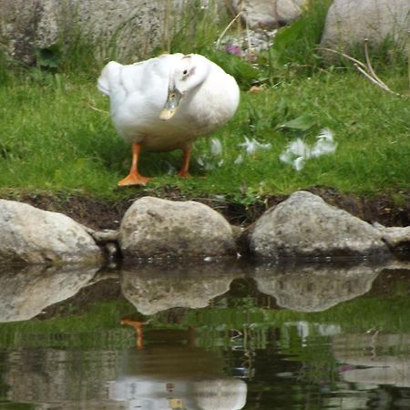 Cosy Ground Floor Disabled Friendly Room In Farm House Llandderfel Exteriör bild